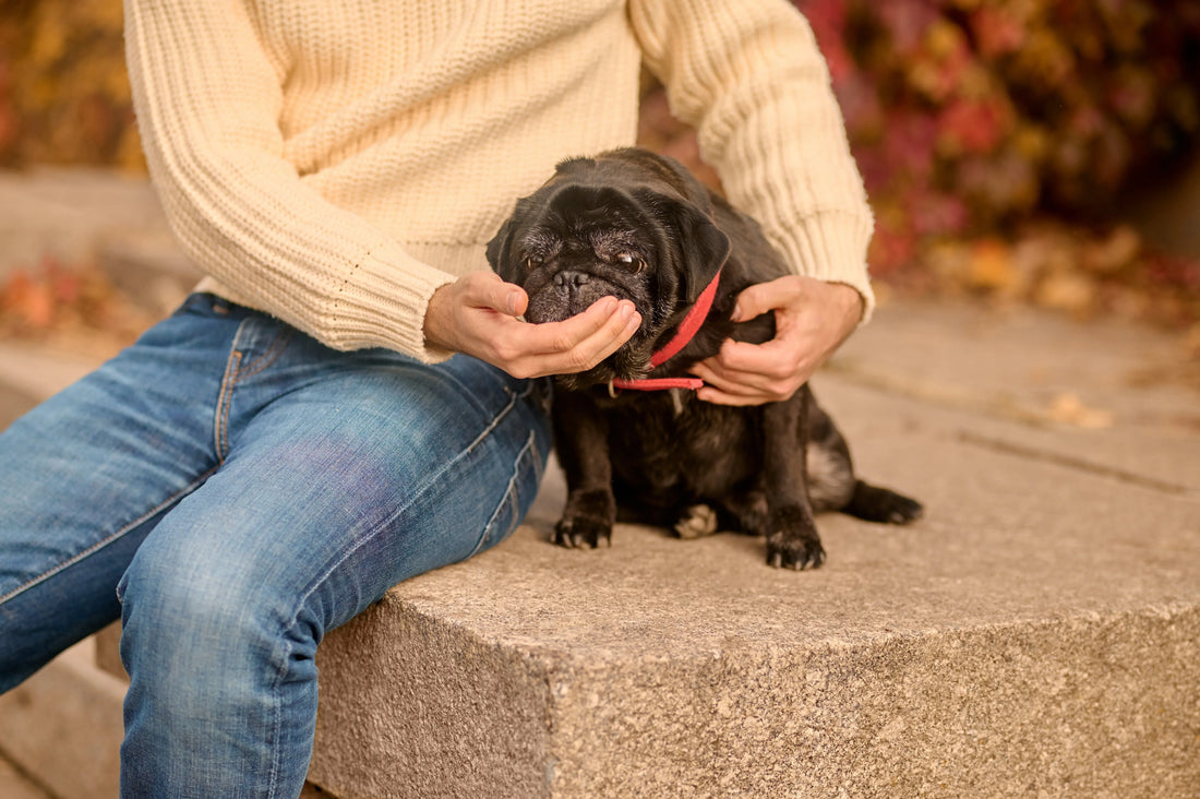 Choosing the Right Dog Collar Size for Neck Comfort and Safety