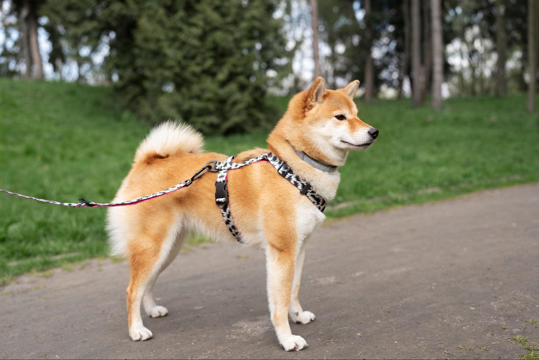 The Ultimate Guide to Choosing the Right Dog Collar for Your Pet’s Personality